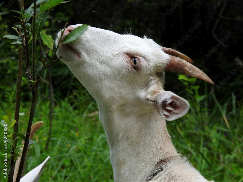 Obraz premium Domestic goats eat in the meadow in clear weather
