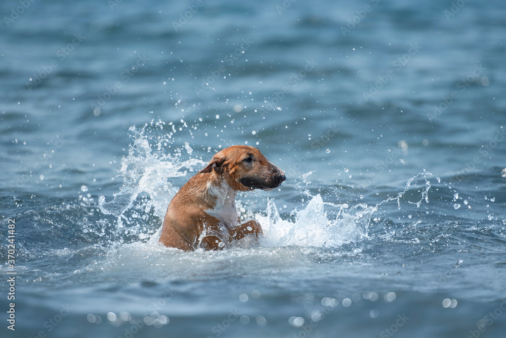 red bullterrier running in water red bullterrier running in water