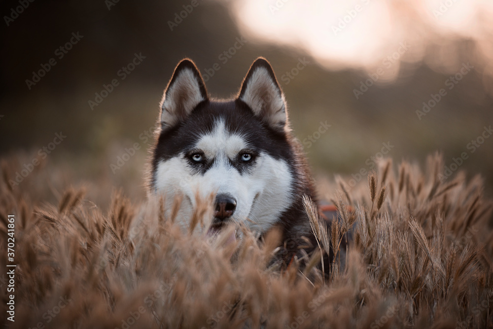 The siberian husky portrait The siberian husky portrait
