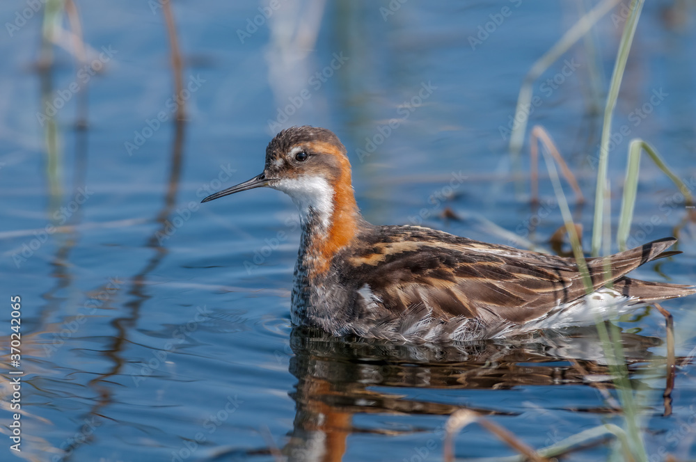 Red-necked Phalarope (Phalaropus lobatus) male in Barents Sea coastal area, Russia Red-necked Phalarope (Phalaropus lobatus) male in Barents Sea coastal area, Russia
