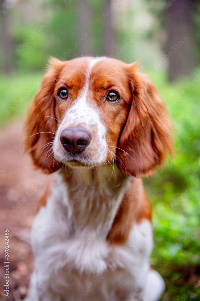 Adorable cute close up dog portrait of welsh springer spaniel dog breed. Healthy happy dog in forest. Green blured background.