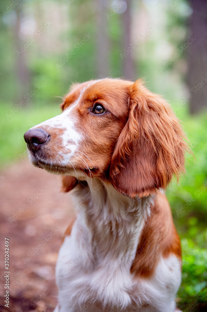 Adorable cute close up dog portrait of welsh springer spaniel dog breed. Healthy happy dog in forest. Green blured background.