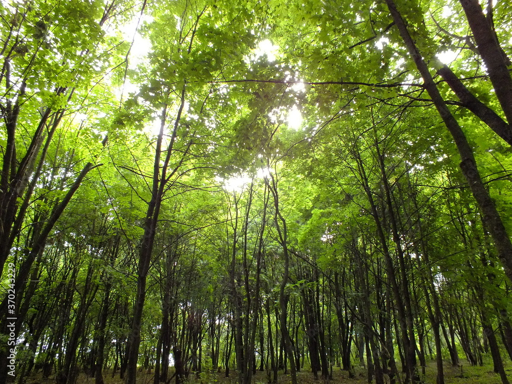 green forest green forest