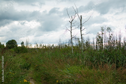 Dead birch trees in a swamp in central Russia.