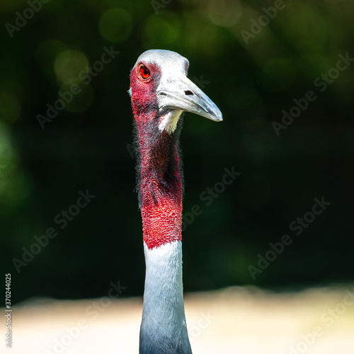 Sarus crane, Grus antigone also known as Indian sarus crane photo