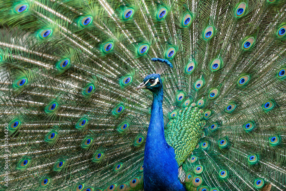 Obraz premium Indian Peacock or Blue Peacock, Pavo cristatus
