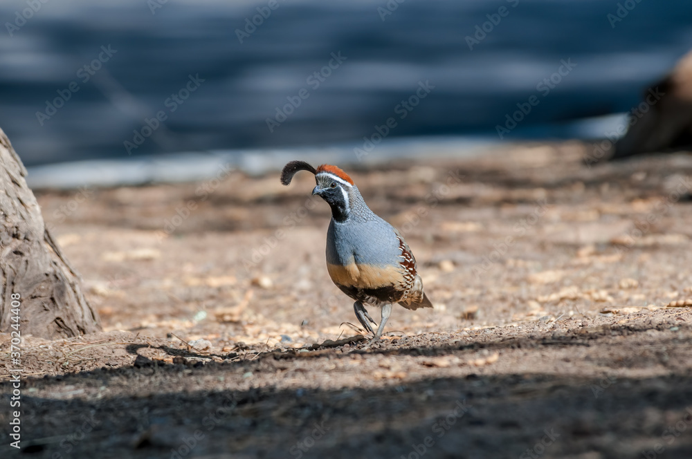 Gambel's Quail (Callipepla gambelii) male on Salton Sea area, Imperial Valley, California, USA Gambel's Quail (Callipepla gambelii) male on Salton Sea area, Imperial Valley, California, USA