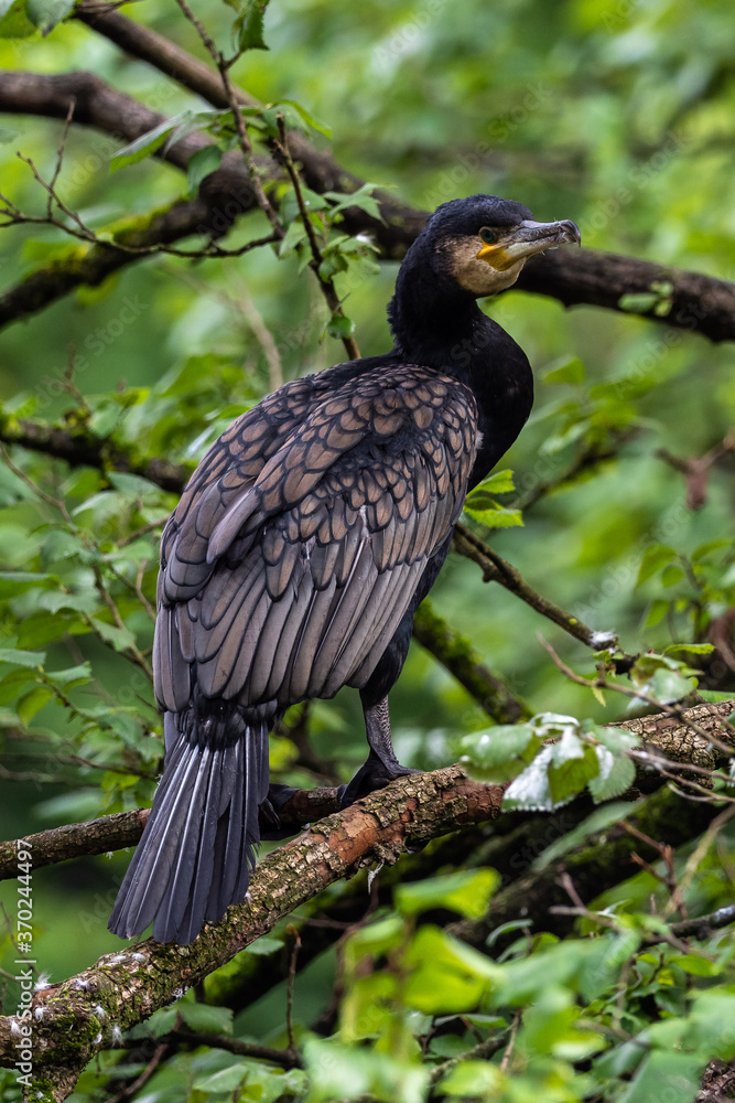 The great cormorant, Phalacrocorax carbo sitting on a branch The great cormorant, Phalacrocorax carbo sitting on a branch
