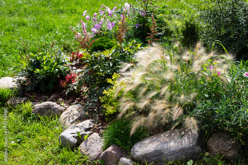 Perrenial garden with evergreen plants, decorative cereal grasses. Foxtail barley, festuca and astilbe in rockery photo