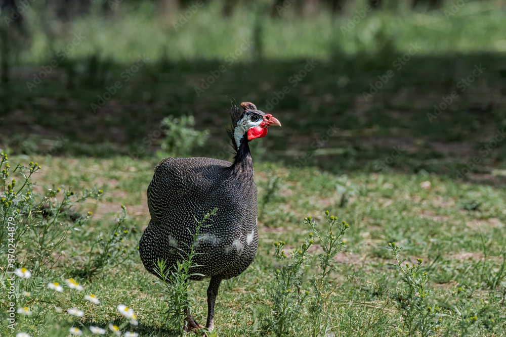 Helmeted Guineafowl (Numida meleagris) in park Helmeted Guineafowl (Numida meleagris) in park