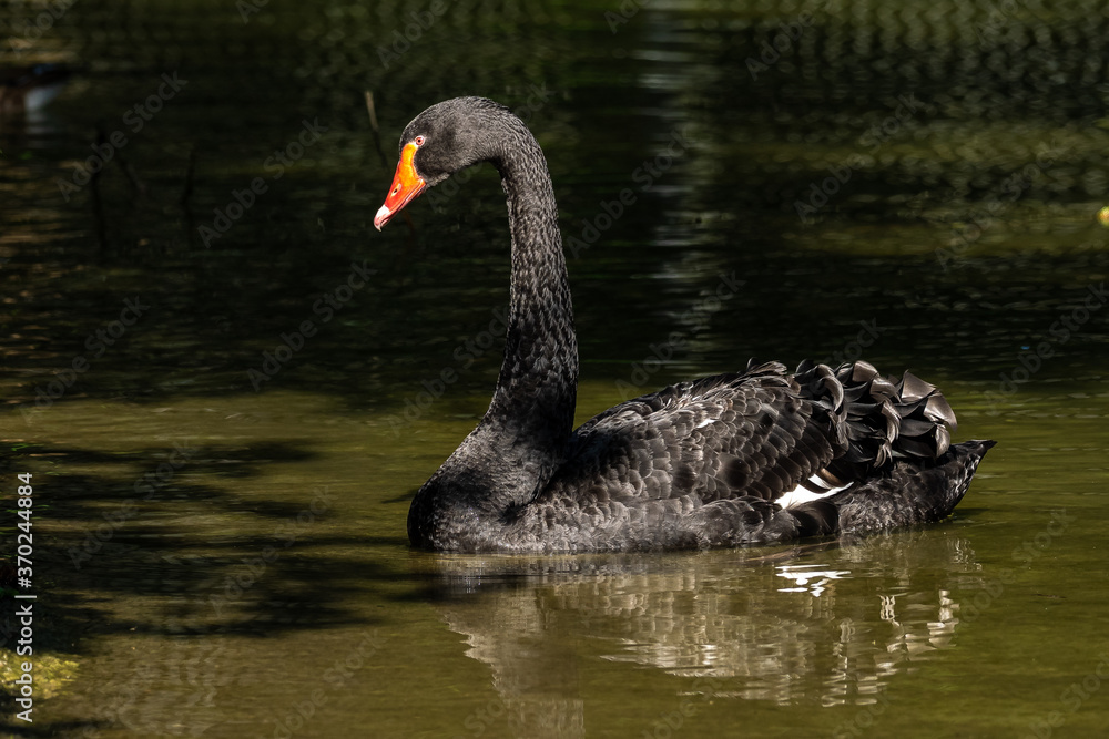 Fototapeta premium Black Swan, Cygnus atratus in a german nature park