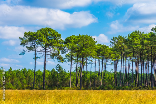 Forêt des Landes photo