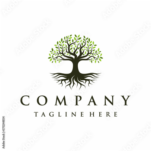 Abstract Vibrant Oak Banyan tree logo design, tree and root vector. Tree of life logo design inspiration