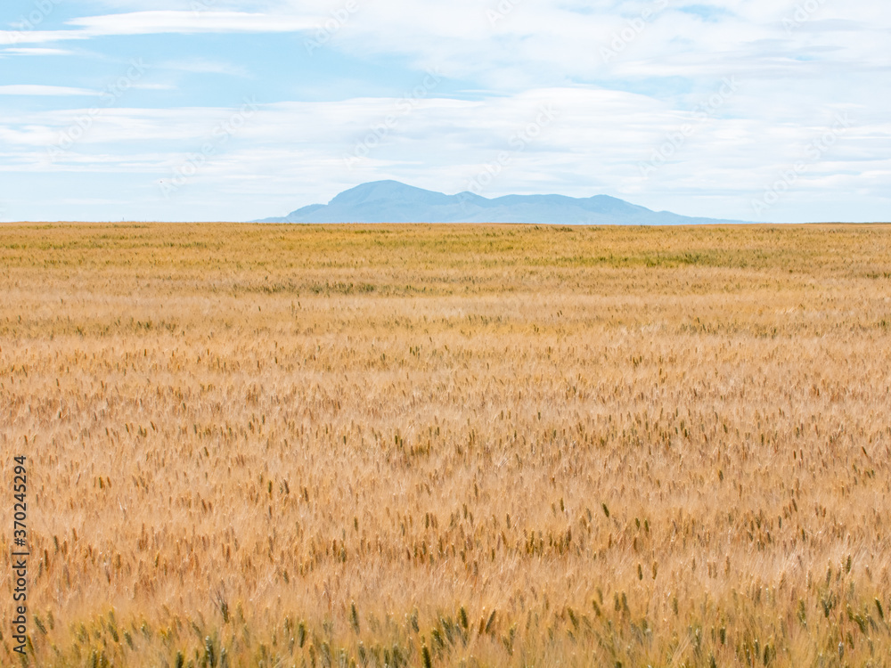 field of wheat sweetgrass hills