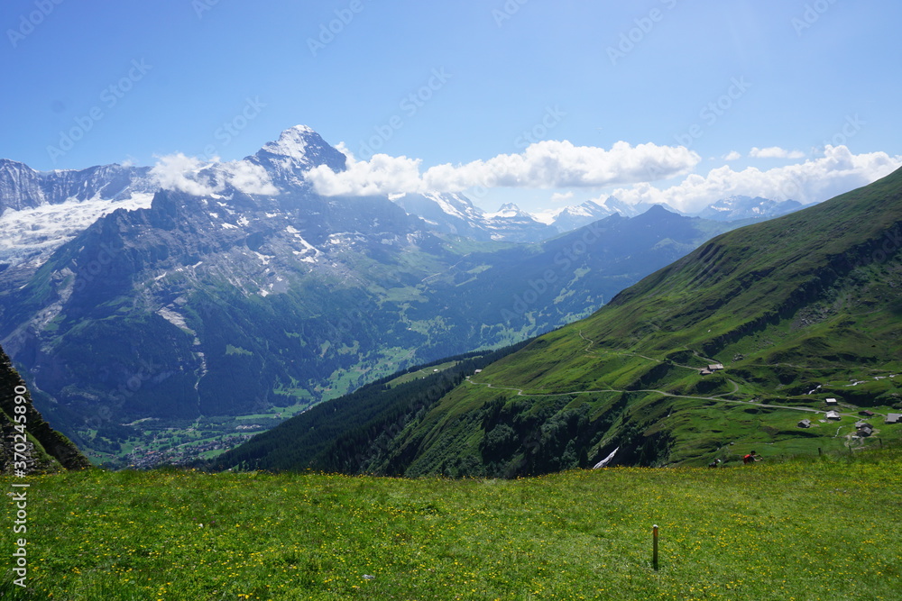 Obraz premium alpine meadow in the alps