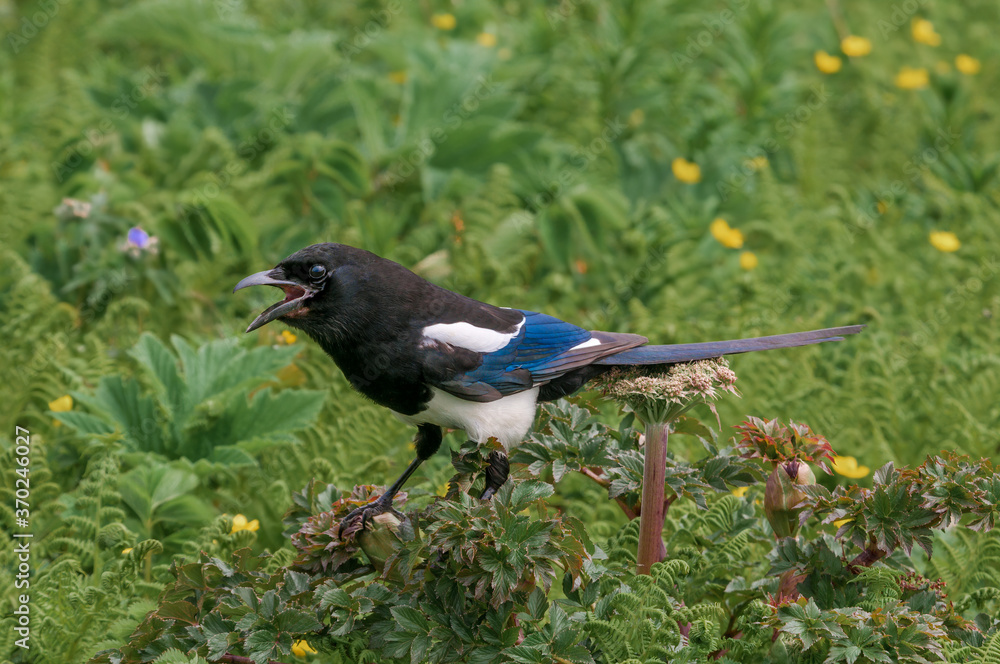 Fototapeta premium Black-billed Magpie (Pica hudsonia) at Chowiet Island, Semidi Islands, Alaska, USA