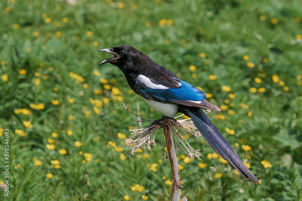 Black-billed Magpie (Pica hudsonia) at Chowiet Island, Semidi Islands, Alaska, USA Black-billed Magpie (Pica hudsonia) at Chowiet Island, Semidi Islands, Alaska, USA