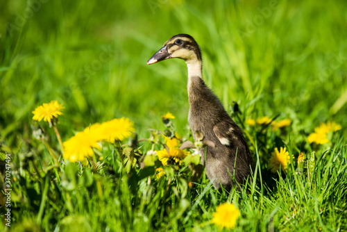 little domestic gray duckling sitting in green grass
