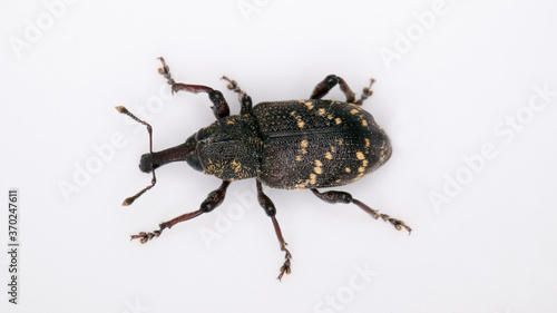 Top view of the large pine weevil, Hylobius abietis. photo