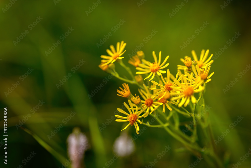 Yellow flowers Yellow flowers