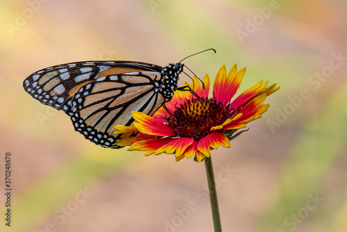 Orange monarch butterfly perched on red and yellow daisy type flower in garden