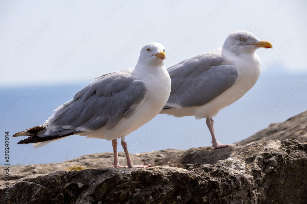 Sea Birds, the beautiful Sea Gull in Kerry, Ireland Sea Birds, the beautiful Sea Gull in Kerry, Ireland