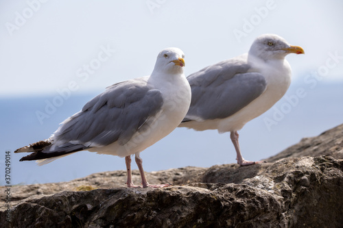 Sea Birds, the beautiful Sea Gull in Kerry, Ireland