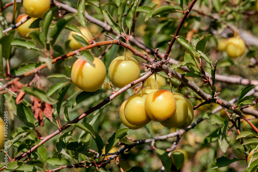 Cherry Plum (Prunus cerasifera) in coastal hills, Crimea
