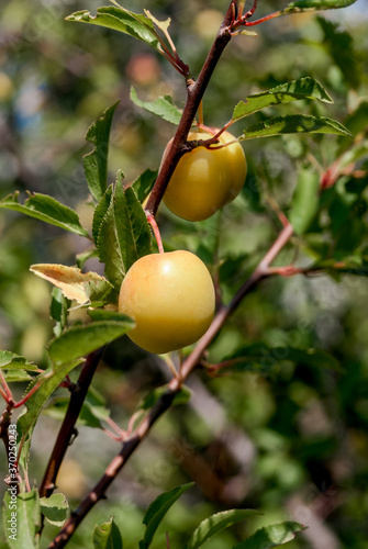 Cherry Plum (Prunus cerasifera) in coastal hills, Crimea