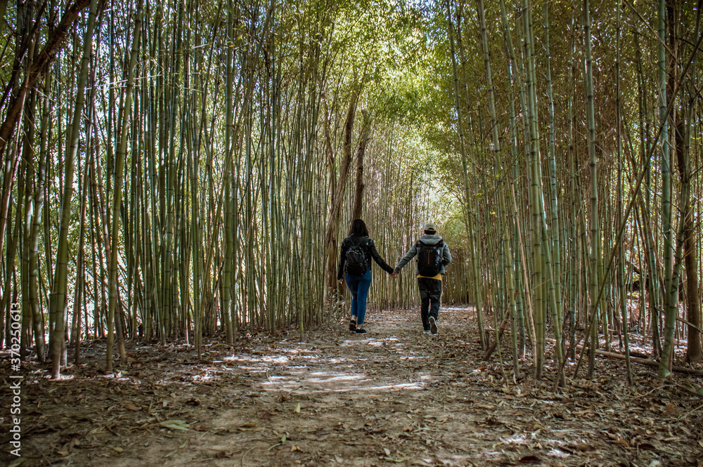 Unrecognizable couple holding hands walks down a path full of bamboo. Concept of love.