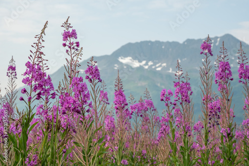 Tableau sur toile Fireweed near Anchorage, Alaska