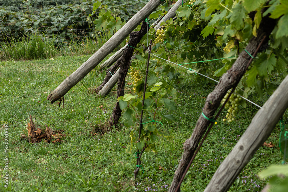 Wind broke wooden poles that support vines in European vineyard and made a lot of damage. Wind broke wooden poles that support vines in European vineyard and made a lot of damage.