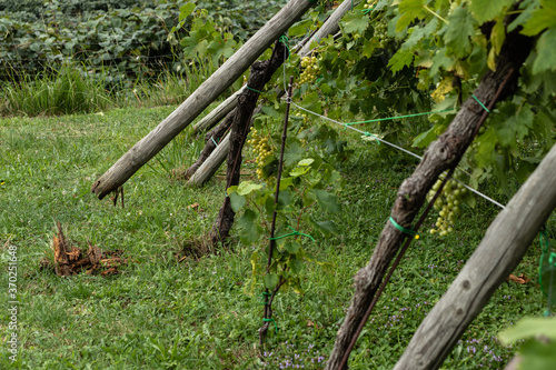 Wind broke wooden poles that support vines in European vineyard and made a lot of damage. 