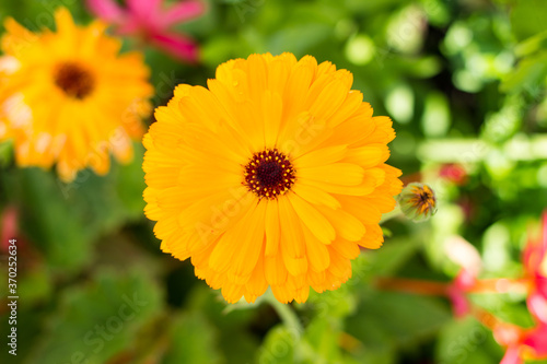 Beautiful sun-like calendula  marigold  flower of orange color. Medicative herb. 