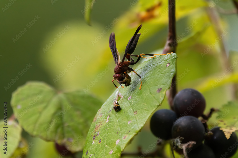 Ringed Paper Wasp carrying food while resting on a leaf Ringed Paper Wasp carrying food while resting on a leaf