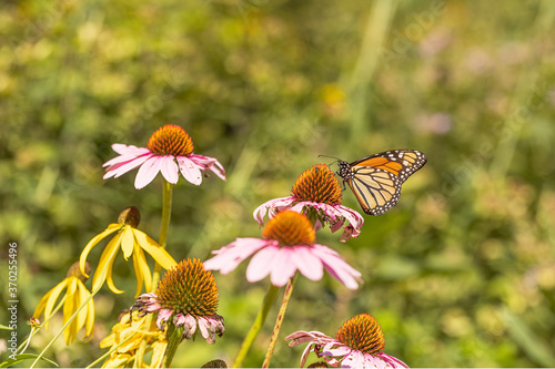 A beautiful monarch butterfly amid the flowers.  photo