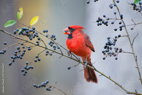 Male Northern Cardinal Eating Wild Berries in Louisiana Winter Time