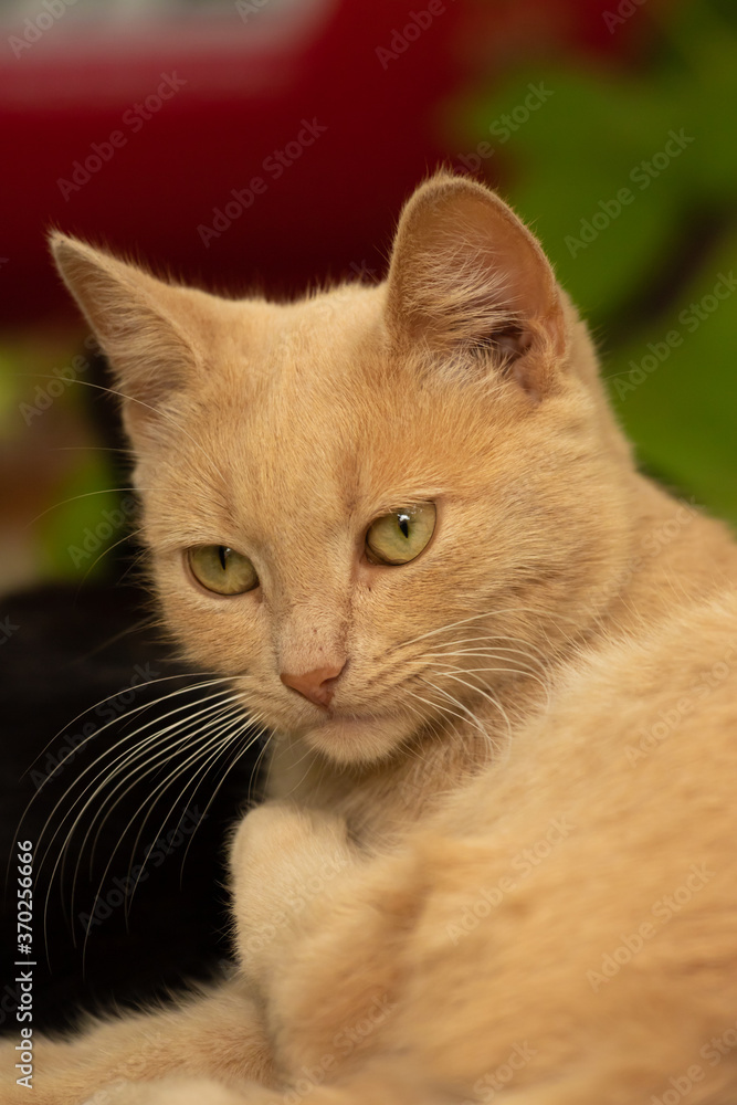 Fototapeta premium The cat licks itself with an important expression