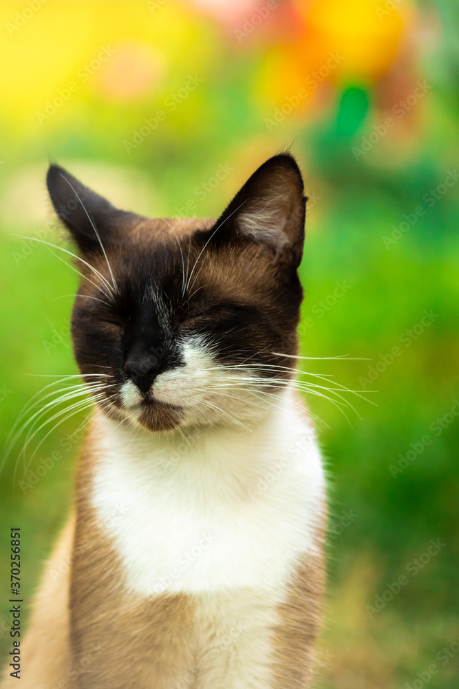 Portrait of a siamese cat with different expressions of the muzzle on a green backyard background