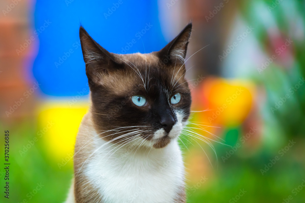 Beautiful photo in the garden, Siamese cat on a background of flowers