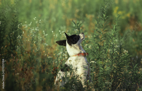 The dog sits in the thickets  atmospheric photo  commands and training of the animal  training  basenji on the street