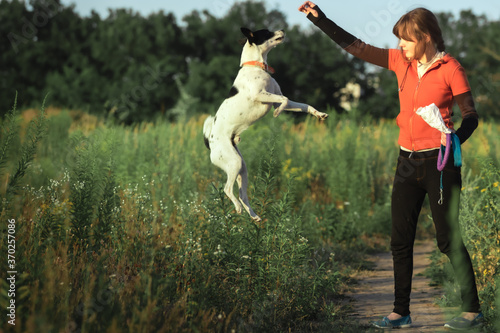 The dog is taught to jump outside in the field, basenji in the air