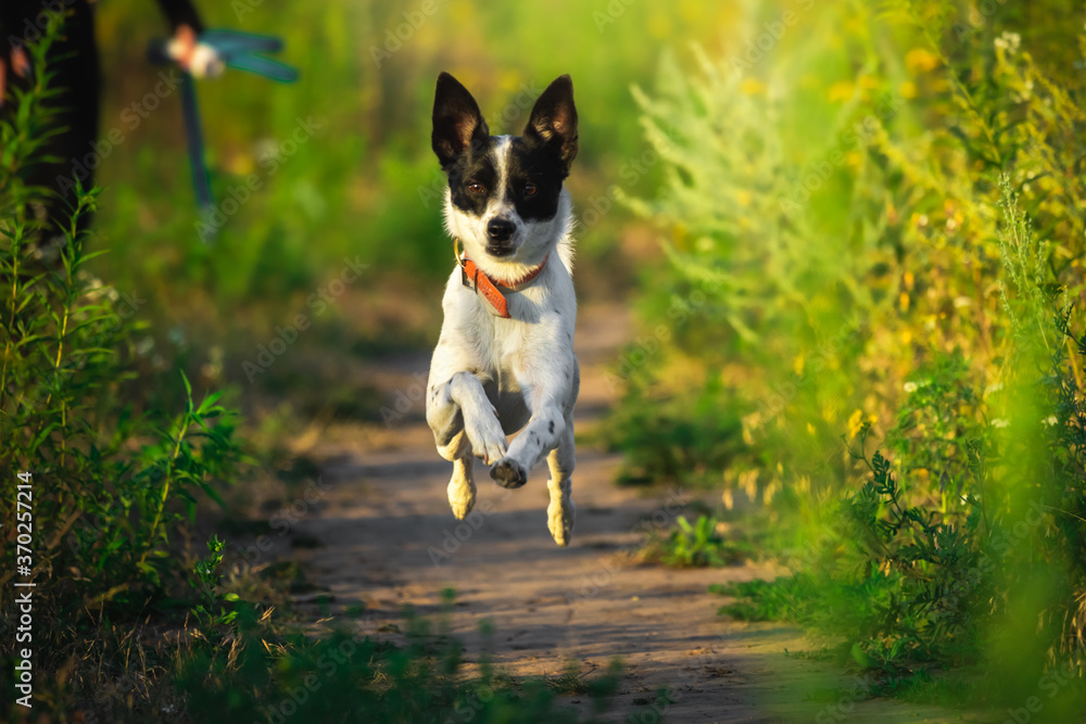 Jumping dog, good moment, basenji on the path