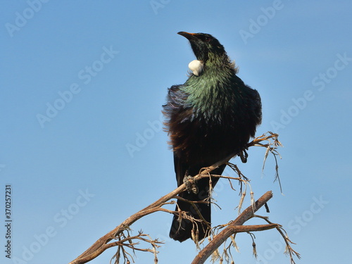 NZ native tui bird perched on a branch, against a clear blue sky photo