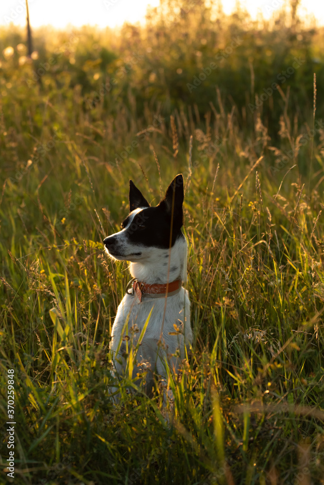 Basenji with twilight on the field, beautiful bright silhouette of a dog in nature