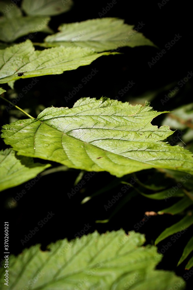 green leaf on black background green leaf on black background
