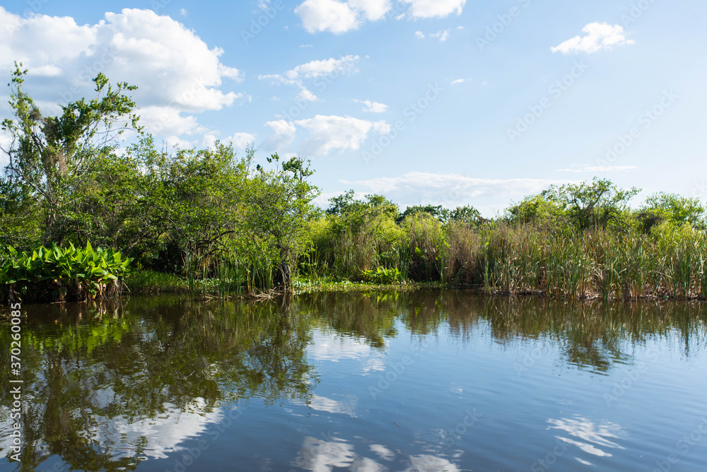 Beautiful lake background showing the natural plants and wildlife in South Florida near the Everglades.