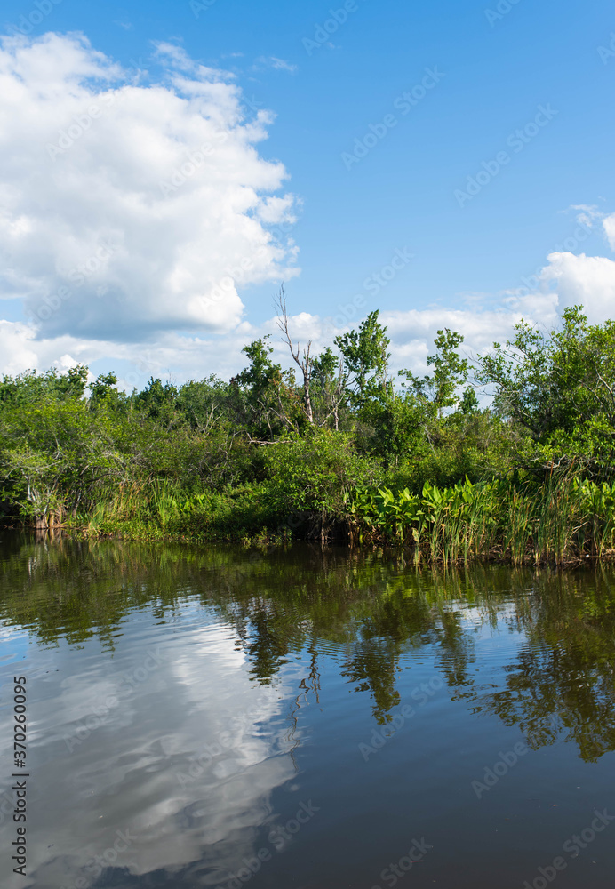 Fototapeta premium Beautiful lake background showing the natural plants and wildlife in South Florida near the Everglades.