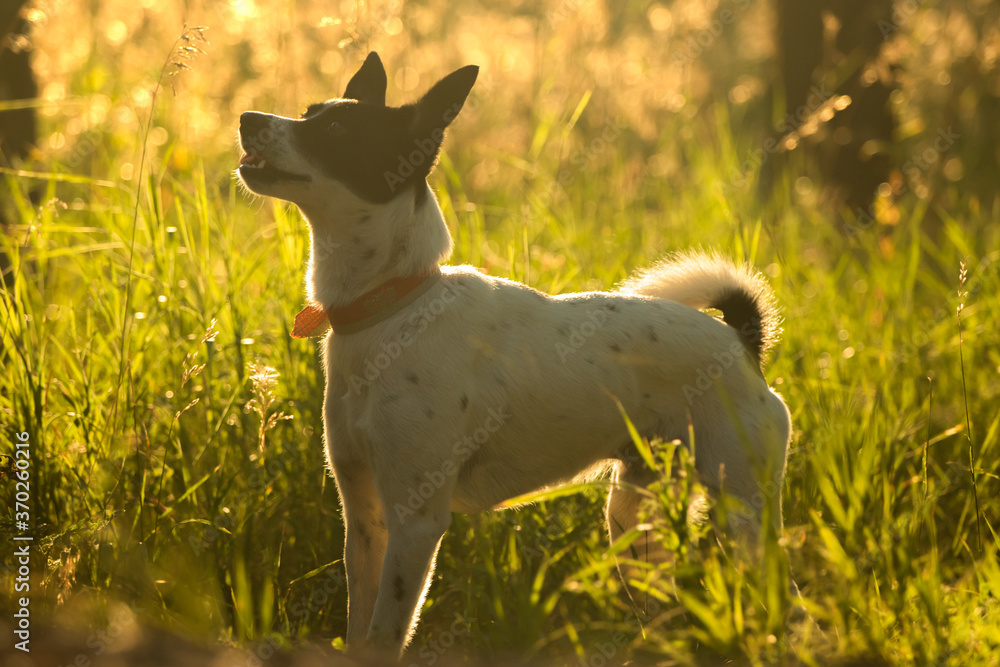 Dog in the field against the sun, beautiful location for the animal, basenji