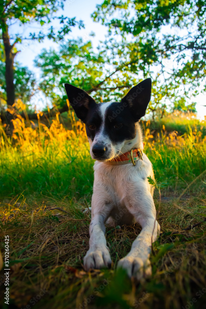 Basenji dog in a picturesque nature, resting with an animal Basenji dog in a picturesque nature, resting with an animal